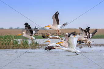 white pelicans (pelecanus onocrotalus) 