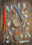 Collection of different color feathers