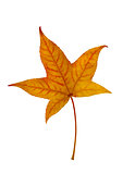 Yellow leaf of American sweetgum.