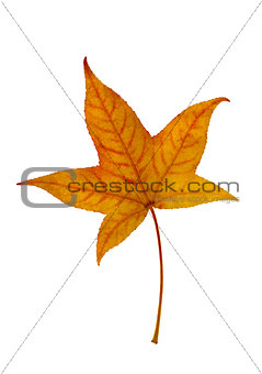 Yellow leaf of American sweetgum.