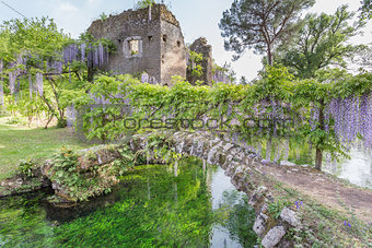 Ancient ruins and plants of wisteria in the Garden of Ninfa