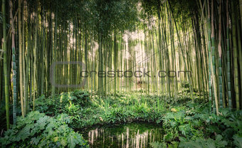 Bamboo canes around a small lake in the Garden of Ninfa