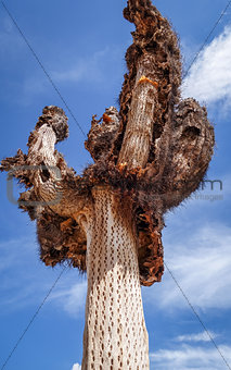 Dry giant cactus in the desert, Argentina