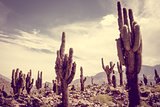 giant cactus in the desert, Argentina