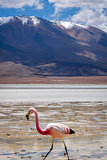 Pink flamingos in laguna Honda, sud Lipez altiplano reserva, Bol
