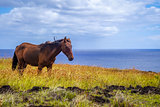 Horse on easter island cliffs