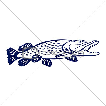 pike fish illustration