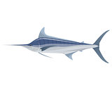 Big blue marlin