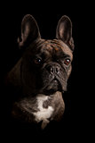 Portrait of an adorable French bulldog