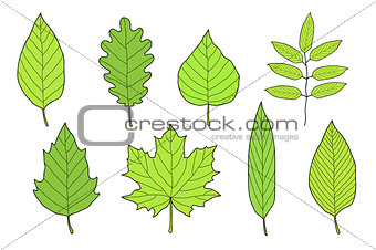 hand drawn set of green leaves