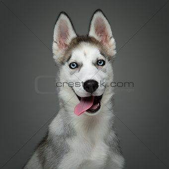 Cute husky puppy dog