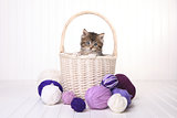 Cute Kitten in a Basket With Yarn on White