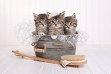 Cute Kittens in Washtub Getting Groomed By Bubble Bath