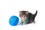 Kitten With Ball of Yarn in Studio