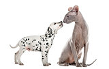Peterbald  and puppy dalmatian sniffing and looking at each othe