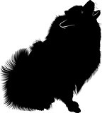 A portrait of a purebred male Keeshond (German Wolfspitz). Black silhouette of spitz. Spitz dog