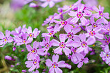 Little flowers blooming phlox pink with 