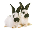 young Checkered Giant rabbits