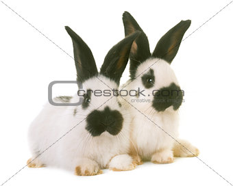 young Checkered Giant rabbits