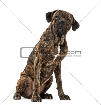Cane Corso (2 years old)
