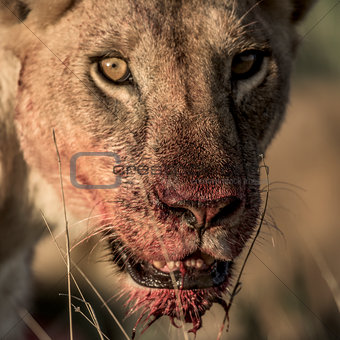Female lion after dinner in Serengeti National Park