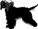 Chinese Crested dog. dogs. Chinese crested breed,black and white vector picture isolated on white background