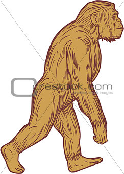 Homo Habilis Walking Side Drawing