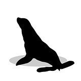 Phoca nautical black silhouette animal