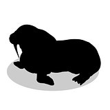 Walrus arctic black silhouette animal