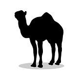 Camel mammal black silhouette animal