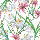 Seamless pattern with flowers. Iris. Lily. Vector. Hand drawn.