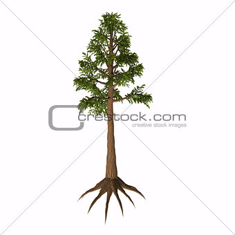 Archaeopteris sp Tree
