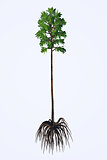 Cordaites angulostriatus Tree