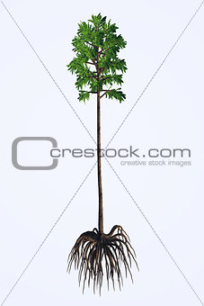 Cordaites angulostriatus Tree