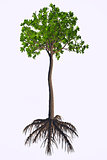 Glossopteris sp Tree