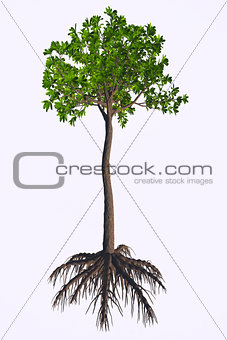 Glossopteris sp Tree