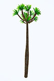Pachypodium lamerei Tall Tree