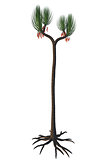 Sigillaria scutellata Tree