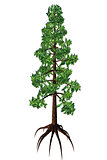 Wollemia nobilis Tree