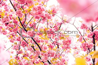 Sakura Flowers Background art Design