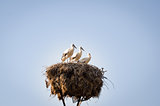Three little storks in a nest