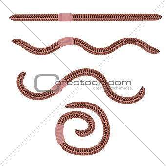 Animal Earth Red Worms