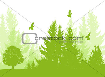 Nature background with firs
