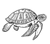 Hand drawn sea turtle