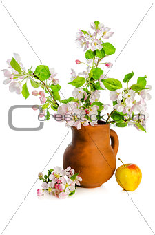 Branch of blossoming apple-tree in clay pitcher on white backgro