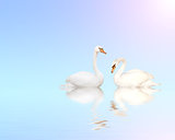 Two mute swans on blue water