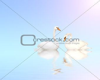 Two mute swans on blue water