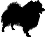 Black silhouette of spitz. Vector. isolated on white background. Spitz dog
