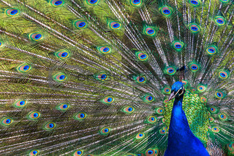 Peacock with Feathers Out