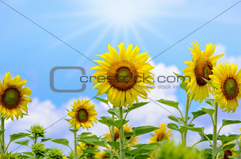 Sunflower or Helianthus Annuus on sky background